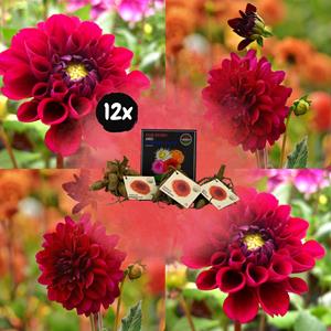 Everspring Flowerbulbs amsterdam - dahlia heatwave, grote dieprode bloemen flowerbulbs amsterdam - 12x dahlia heatwave, grote dieprode bloemen