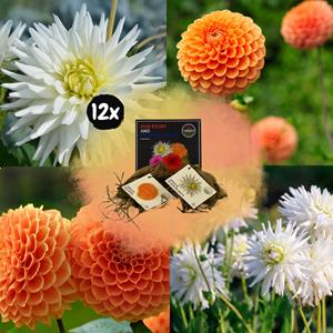 Everspring Flowerbulbs amsterdam mix orange pride, dahlia playa blanca & dahlia ralphie, 2 stuks flowerbulbs amsterdam - mix orange pride, dahlia playa blanca & dahlia ralphie, 12 dahlia's