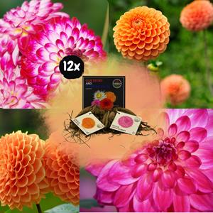 Everspring Flowerbulbs amsterdam - mix pompon splash, dahlia little robert & dahlia ralphie, 2 stuks flowerbulbs amsterdam - mix pompon splash, dahlia little robert & dahlia ralphie, 12 stuks