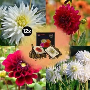 Everspring Flowerbulbs amsterdam - mix romantic beauties, dahlia playa blanca & dahlia heatwave, 2 stuks flowerbulbs amsterdam - mix romantic beauties, dahlia playa blanca & dahlia heatwave, 12 stuks