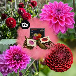 Everspring Flowerbulbs amsterdam - mix gerard's darlings, dahlia natal & dahlia blue bell, 2 stuks flowerbulbs amsterdam - mix gerard's darlings, dahlia natal & dahlia blue bell, 12 stuks