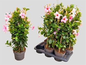 Everspring Mandevilla  piramide- ø17cm - hoogte ↑↓f50cm