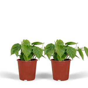 Everspring Philodendron scandens - ø12cm - ↑↓f15cm 2x