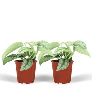 Everspring Scindapsus pictus trebie (epipremnum) - 2 stuks - ø12cm - ↑↓f15cm