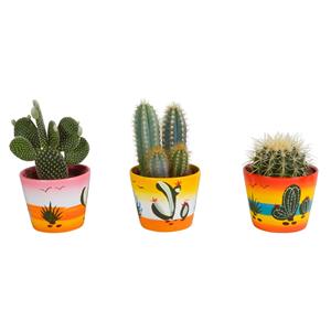 Everspring Cactus mix 10.5 cm  - in mexicaanse pot - 3x