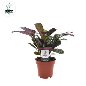 Everspring Ctenanthe burle marxii - ø12 ↑↓f30