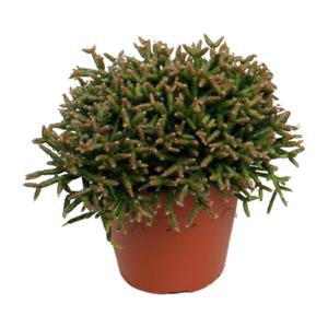 Everspring Rhipsalis burchellii - ø12cm - ↑↓f15cm