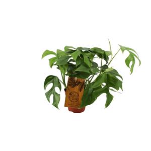 Everspring Monstera minima - ø12cm - ↑↓f30cm