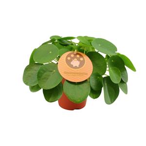 Everspring Pilea peperomioides - ø15 ↑↓f30