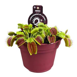 Everspring Dipladenia sundaville cream pink op rek - ø21cm - ↑↓f100cm