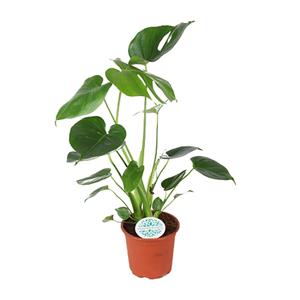 Everspring Monstera deliciosa - ø14cm - ↑↓f45cm