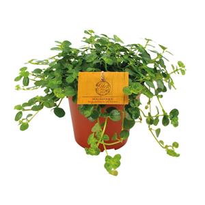 Everspring Pilea depressa sao paulo - ø12cm - ↑↓f20cm