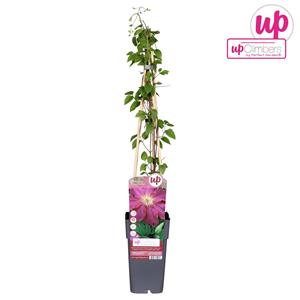 Everspring Clematis ernest markham - ø15cm - ↑↓f65cm