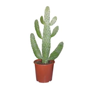 Everspring Opuntia consolea - ø17cm - ↑↓f55cm