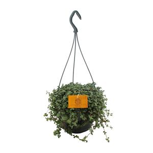 Everspring Pilea glauca 15cm hp - ø15cm - ↑↓f25cm