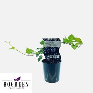 Everspring Rubus thornfree (doornloze braam) - ø12cm - ↑↓f30cm