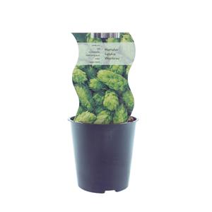 Everspring Humulus westbrau (hop) - ø12cm - ↑↓f30cm