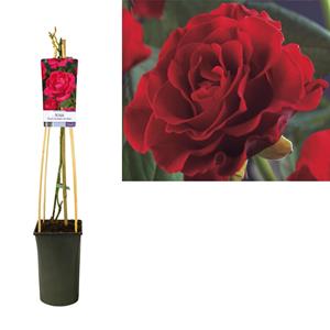 Everspring Rosa 'paul's scarlet climber' +light label - ø17cm - ↑↓f75cm