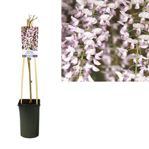 Everspring Wisteria floribunda 'rosea' +light label - ø17cm - ↑↓f75cm