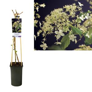Everspring Hydrangea a. 'petiolaris' +light label - ø17cm - ↑↓f75cm