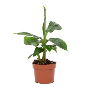 Everspring Musa tropicana 12cm - ø12cm - ↑↓f27cm