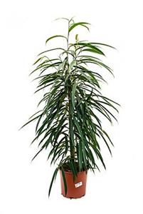 Everspring Ficus binnendijkii 'alii' - ø17cm - ↑↓f50cm