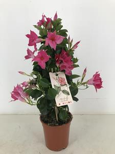 Everspring P17 sundaville pink pyramide - ø17cm - ↑↓f60cm p17 sundaville pink pyramide - ø17cm - ↑↓f60cm