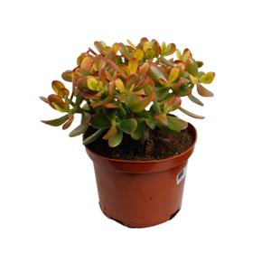 Everspring Crassula ovata sunset - ø17cm - ↑↓f30cm