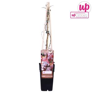 Everspring Parthenocissus tricuspidata 'veitch boskoop' p15 - ø15cm - ↑↓f65cm