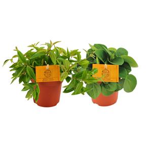 Everspring Peperomia ang. Rocca vivace - ø11cm - ↑↓f15cm peperomia duo 2.0 - 2 stuks - ø10,5cm - ↑↓f15cm