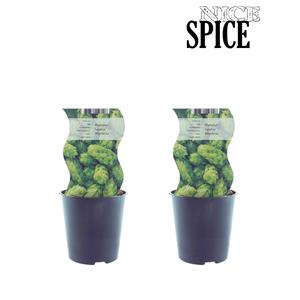 Everspring Humulus westbrau (hop) - 2 stuks - ø12cm - ↑↓f30cm