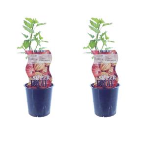Everspring Ribes hinnonmaki röd (rode kruisbes) - 2 stuks - ø12cm - ↑↓f30cm