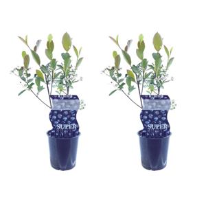 Everspring Aronia viking (appelbes) - 2 stuks - ø12cm - ↑↓f30cm