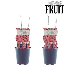 Everspring Lycium sweet goji (gojibes) - 2 stuks - ø12cm - ↑↓f30cm