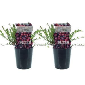 Everspring Vaccinium early black (cranberry) - 2 stuks - ø12cm - ↑↓f30cm