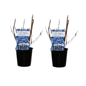 Everspring Lonicera duet (honingbes) - 2 stuks - ø12cm - ↑↓f30cm