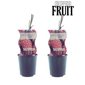 Everspring Rubus tayberry (taybes) - 2 stuks - ø12cm - ↑↓f30cm