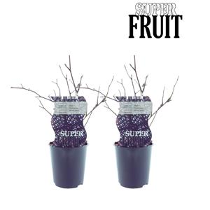 Everspring Rubus black satin (doornloze braam) - 2 stuks - ø12cm - ↑↓f30cm