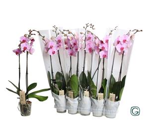 Everspring Phalae. 2 tk pink in happy sleeve white - ø12cm - ↑↓f65cm phalae. 2 tk pink in happy sleeve white - ø12cm - ↑↓f65cm