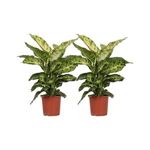 Everspring Dieffenbachia mars ø17cm - ↑↓f50cm dieffenbachia mars - 2 stuks - ø17cm - ↑↓f50cm
