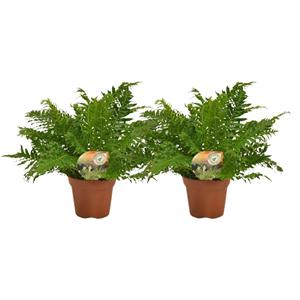 Everspring Blechnum silver lady - ø17 ↑↓f50 blechnum silver lady - 2 stuks - ø17cm - ↑↓f50cm