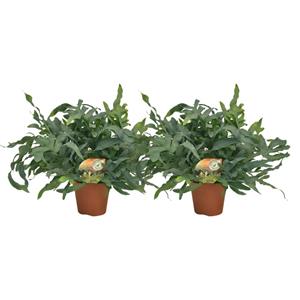 Everspring Phlebodium blue star - ø17 ↑↓f60 phlebodium blue star - 2 stuks - ø17cm - ø60cm
