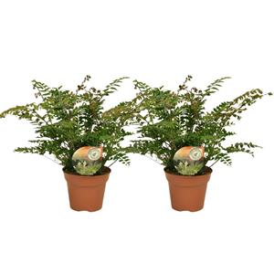 Everspring Didymochlaena truncatula - ø17 ↑↓f50 didymochlaena truncatula - 2 stuks - ø17cm - ↑↓f50cm