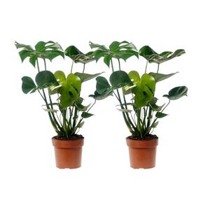 Everspring Monstera deliciosa - ø17cm - ↑↓f55cm monstera deliciosa - 2 stuks - ø17cm - ↑↓f55cm