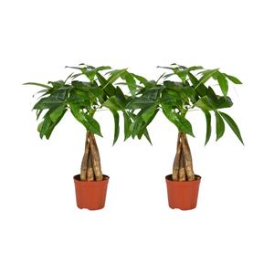 Everspring Pachira aquatica - ø12cm - ↑↓f35cm pachira aquatica gevlochten stam - 2 stuks - ø12cm - ↑↓f35cm