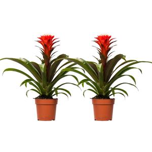 Everspring Guzmania hope - ø12 ↑↓f40 guzmania hope - 2 stuks - ø12cm - ↑↓f40cm