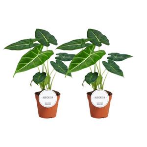 Everspring Alocasia frydek - ø12cm - ↑↓f35cm alocasia frydek - 2 stuks - ø12cm - ↑↓f35cm