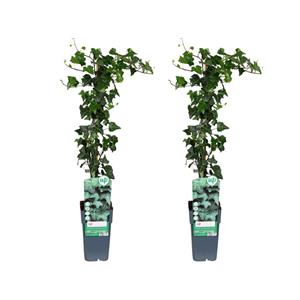 Everspring Hedera helix - klimop groen hedera helix - 2 stuks - ø15cm - ↑↓f65cm