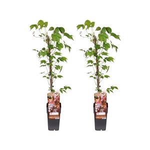 Everspring Parthenocissus tricuspidata 'veitch boskoop' p15 - ø15cm - ↑↓f65cm parthenocissus tricuspidata veitch boskoop - 2 stuks - ø15cm - ↑↓f65cm