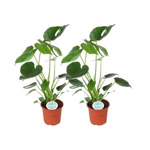 Everspring Monstera deliciosa - ø14cm - ↑↓f45cm monstera deliciosa - 2 stuks - ø14cm - ↑↓f45cm
